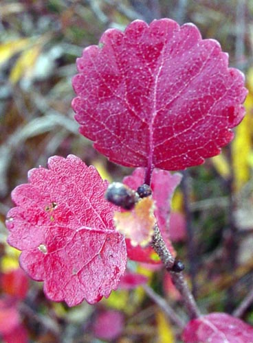 Betula Nana